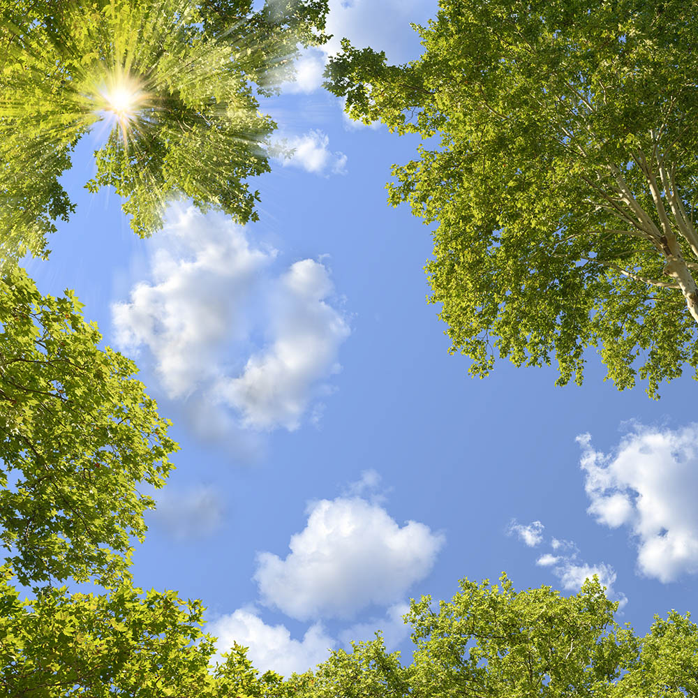 leaves 12b _ 35k x 35k